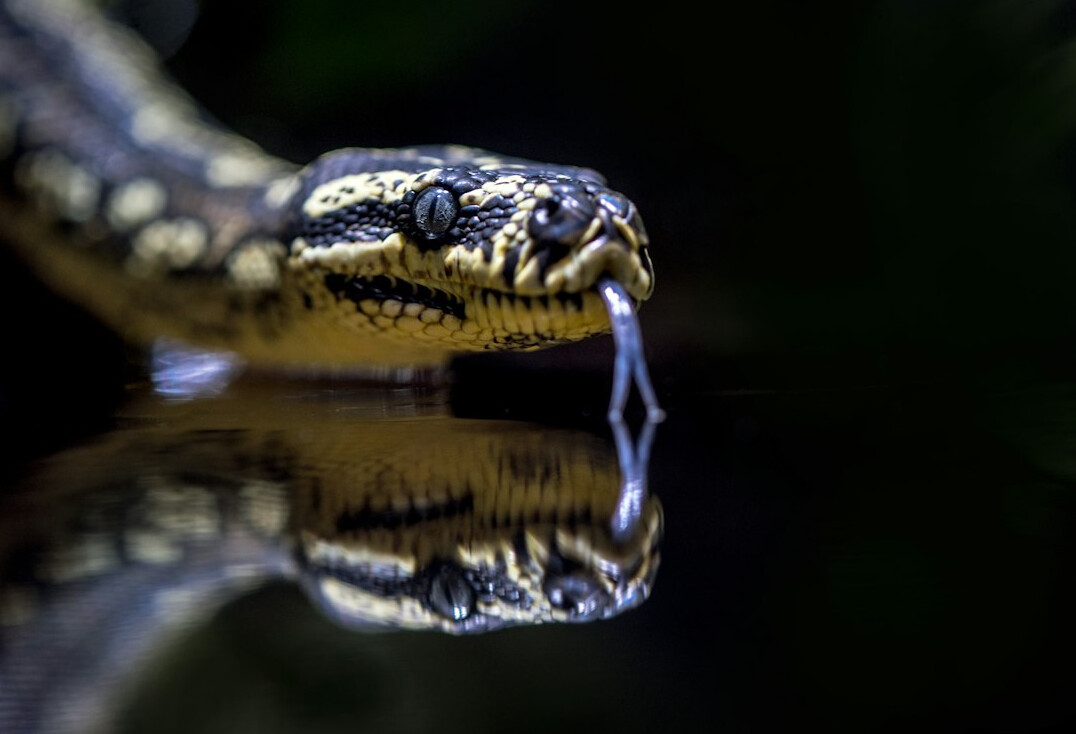 python programming fun